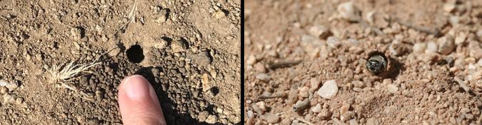 Bee exiting hole in ground, and finger next to hole for size comparison